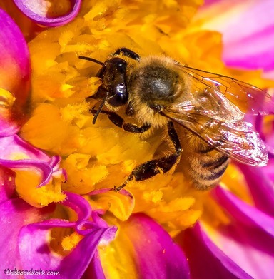 Honeybee Denver Colorado Picture
