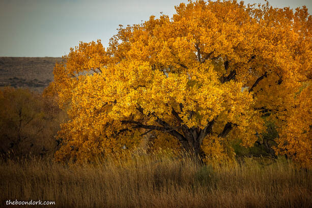 Yellow tree Picture