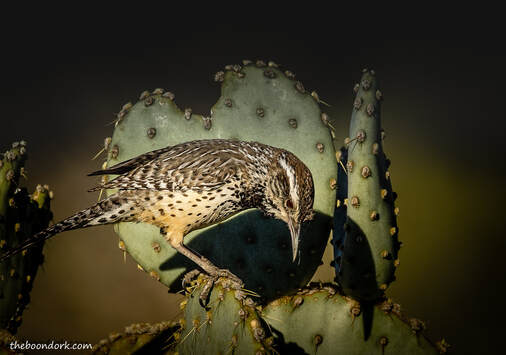 Desert bird Picture