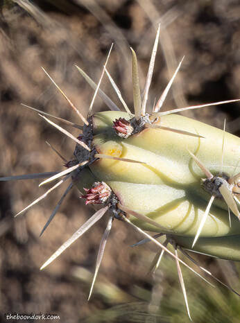 Cactus Buds Picture