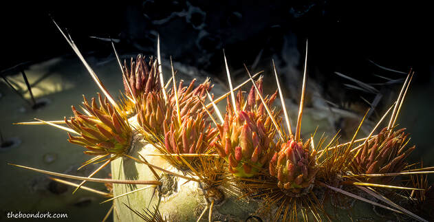Prickly pear cactus Picture