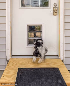 Dog door Picture