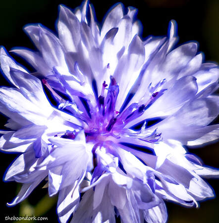 Blue flower Picture