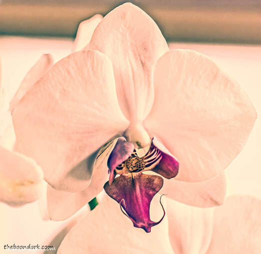 A happy little Orchid Picture