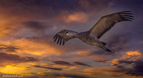 Lord of the skies Sandhill Crane Picture