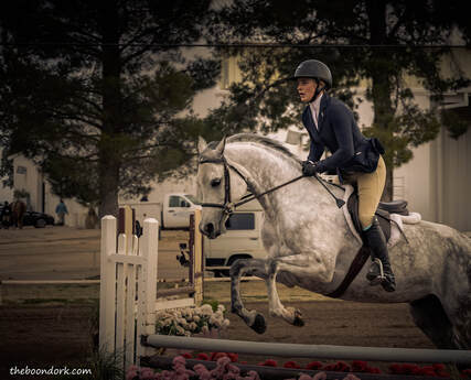 Hunter jumpers Pima County Fairgrounds Picture
