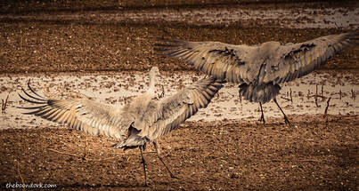 Landing cranes Picture