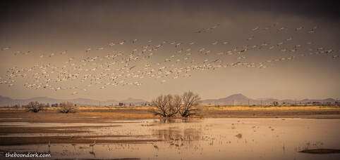 Snow geese Whitewater draw Arizona Picture