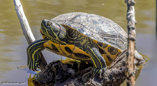 Water turtle Picture