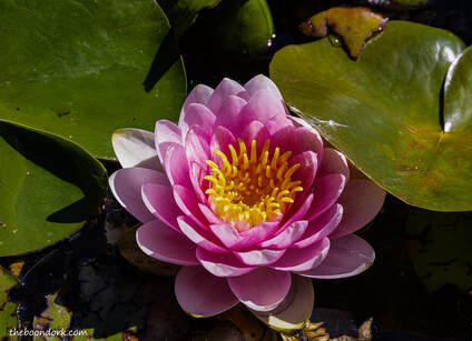 Waterlily Picture