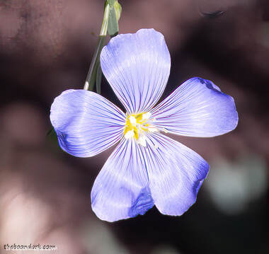 Lavender flower Picture