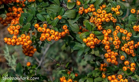 Orange berries Colorado Picture