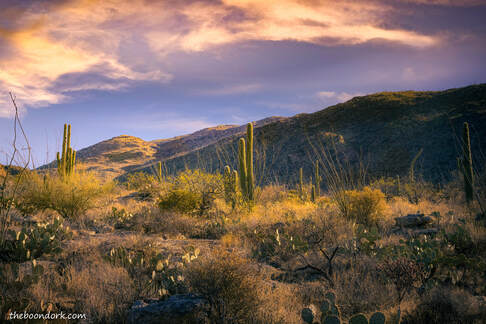 Sora national Park Tucson Arizona Picture