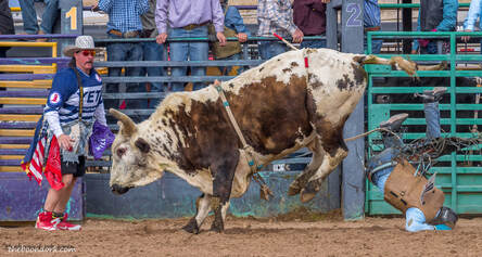 Pima County fair ground rodeo Picture
