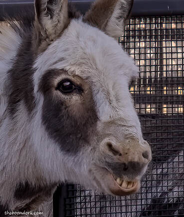 Smiling donkey Picture