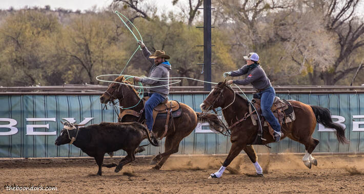 Team roping Picture