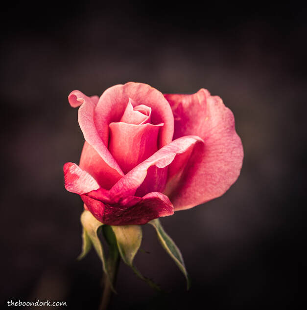 nighttime rosePicture