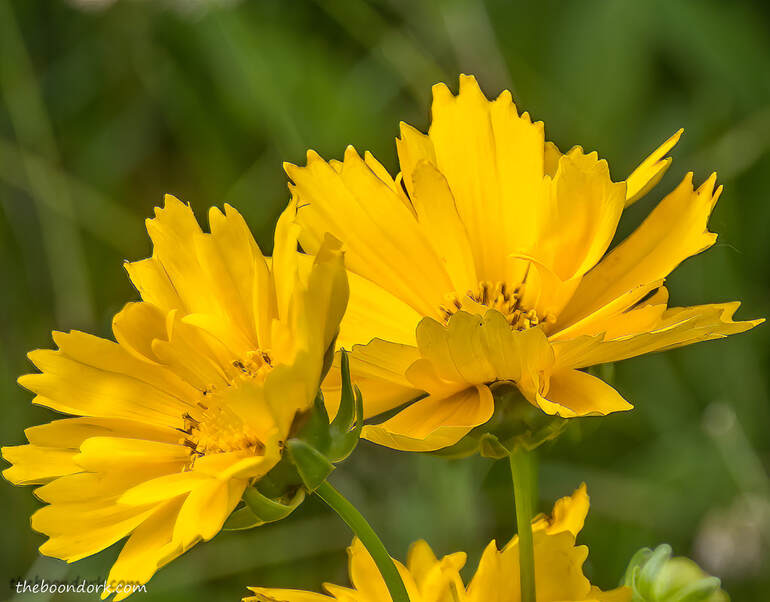 Yellow flowers Picture