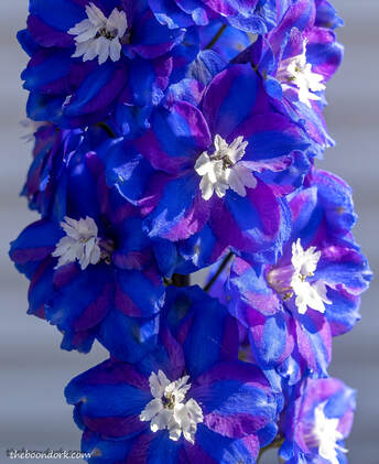 Blue and white flowers Picture