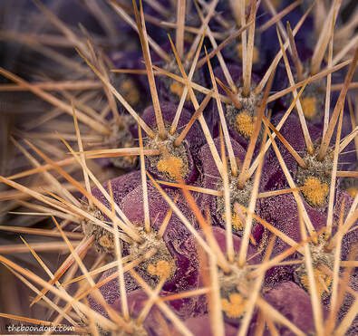 Cactus needles Picture
