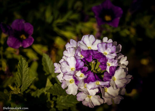 Purple and white flower Picture