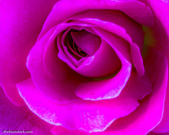 Pink rose Picture