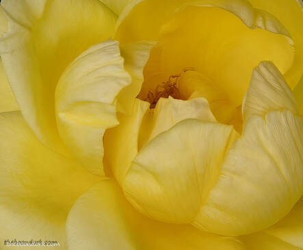 Yellow Rose Picture