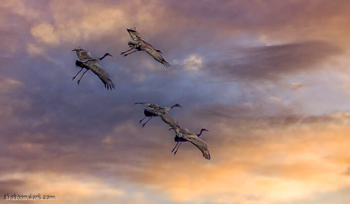 Sandhill cranes coming in for a landing Picture