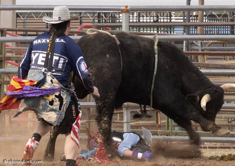 Bull riding Tucson Arizona Picture