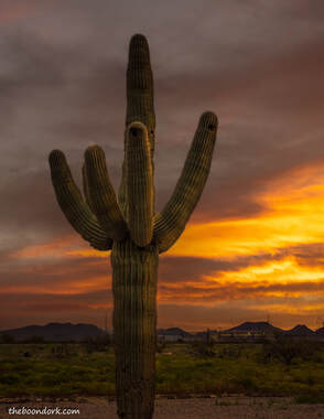 Saguaro cactus Picture
