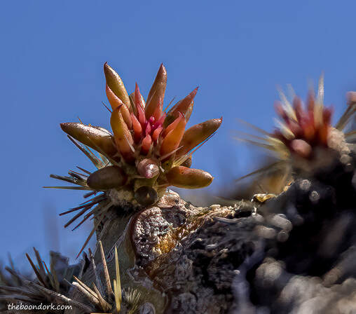 Cactus flower buds Picture