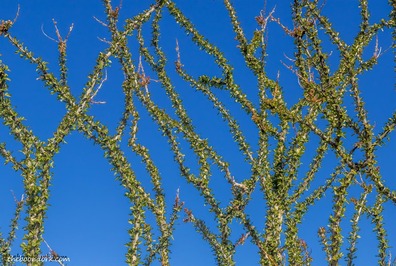 Ocotillo cactus Wickenburg Arizona Picture