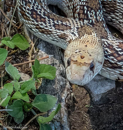 Close-up gopher snake  Picture