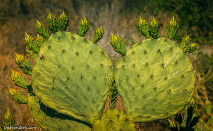prickly Pear cactus Tucson Arizona Picture