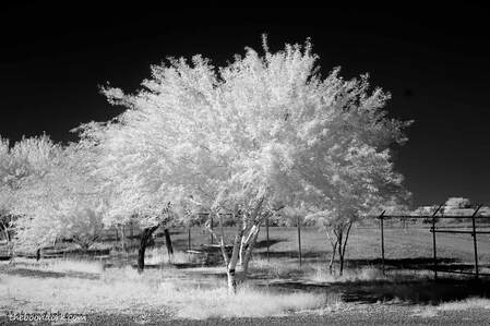 infrared tree Tucson Arizona Picture