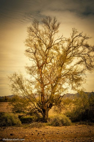 desert tree Arizona Picture