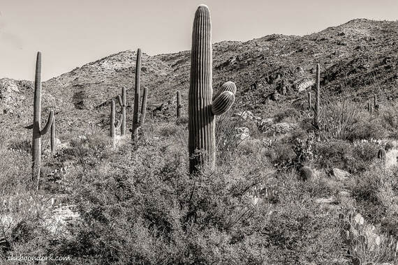 saguaro cactus Tucson Arizona
