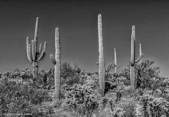 Tucson Arizona saguaro cactus