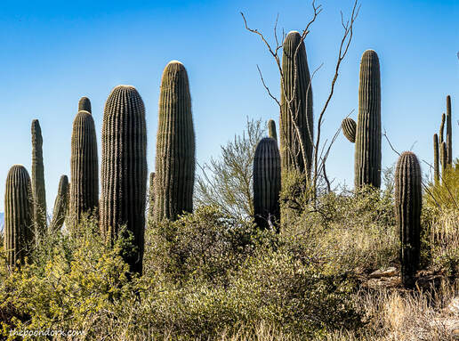 young saguaro cactus Tucson Arizona