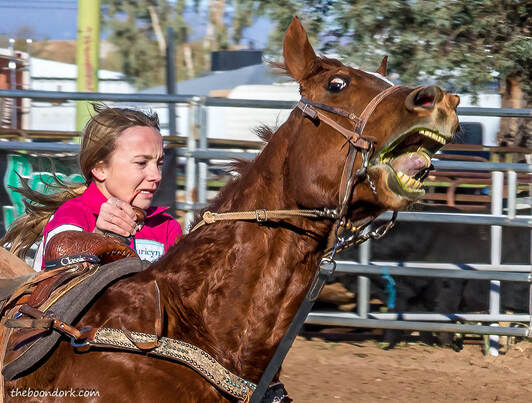frightened horse Tucson Arizona national school rodeo Association