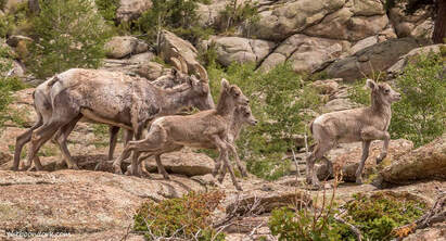 Baby bighorn sheep Picture