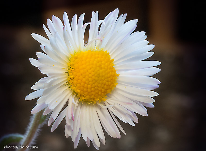 Tiny white wildflower