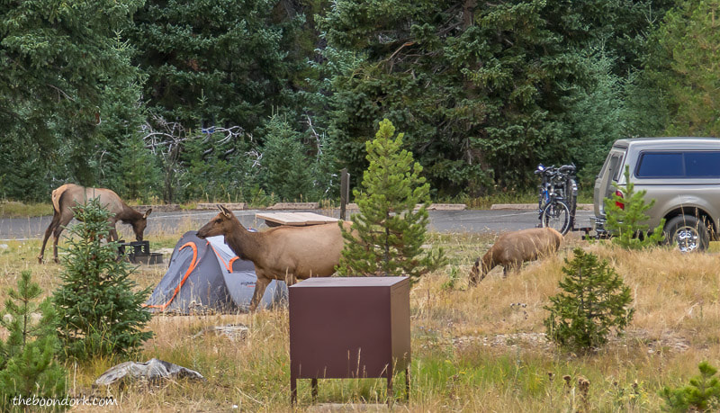 Rocky Mountain national Park elk
