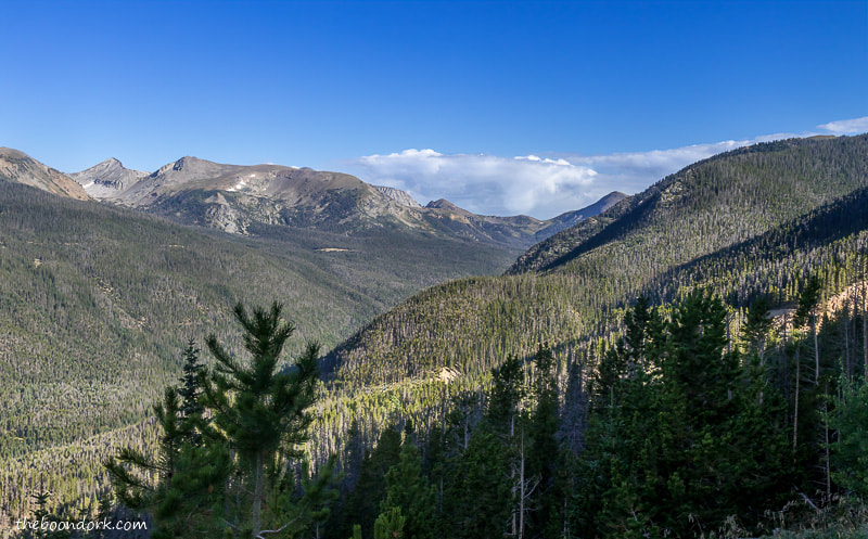 Spruce forest Rocky Mountain national Park