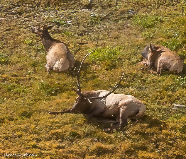 Bull elk Rocky Mountain national Park Colorado