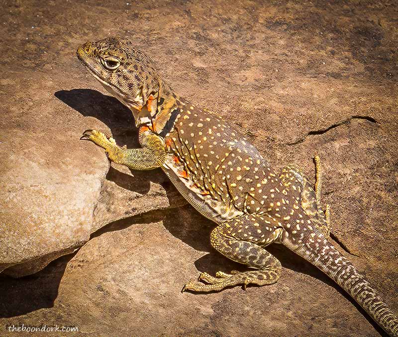 Collared lizard Santa Rosa state Park New Mexico