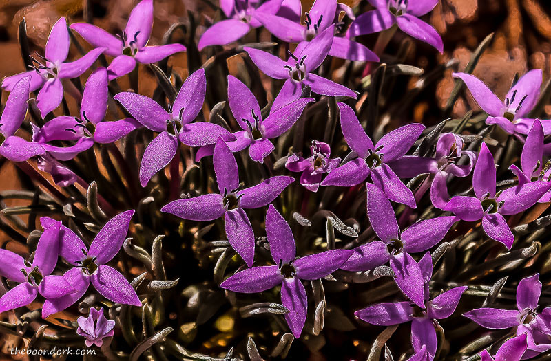 Purple wildflowers Santa Rosa state Park New Mexico