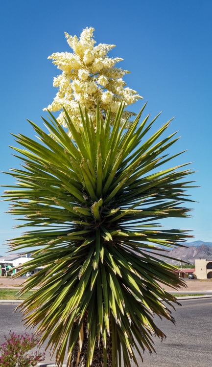 Yucca plant growing in a Walmart parking lot Socorro New Mexico