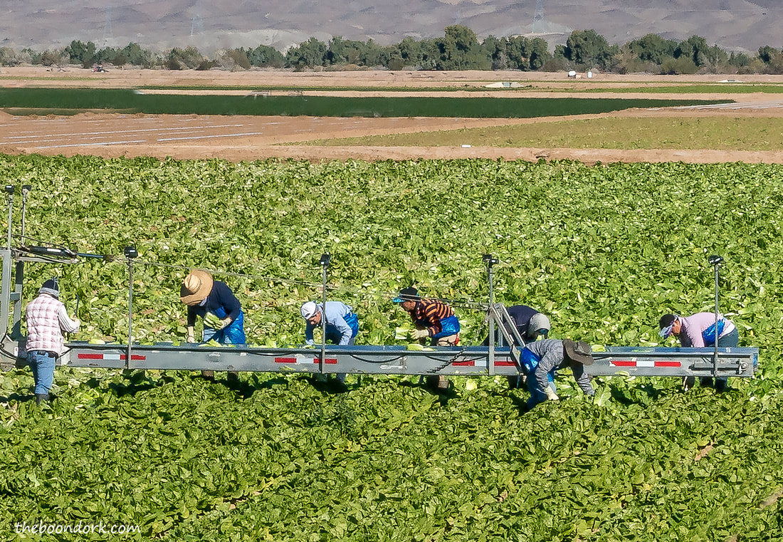 Yuma Arizona farmworkers