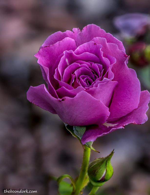 Purple Rose Denver Colorado